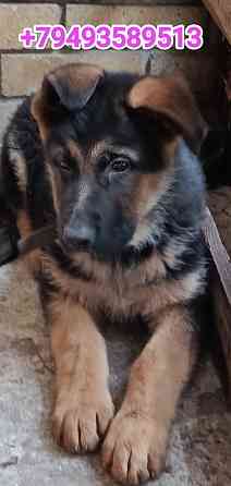 Щенки немчики Донецк
