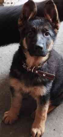 Щенки немчики Донецк