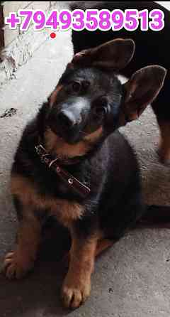 Щенки немчики Донецк