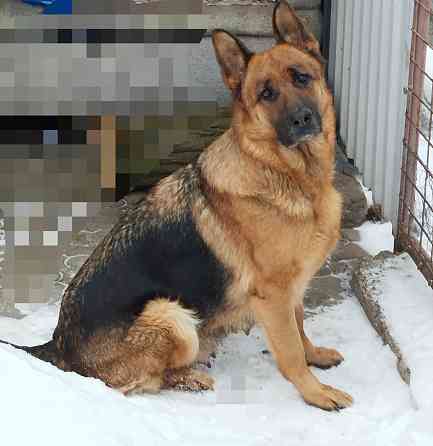 Щенки немчики Донецк