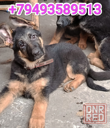 Щенки немчики Донецк - изображение 4