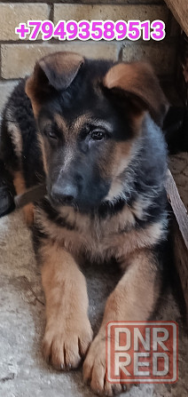 Щенки немчики Донецк - изображение 2