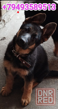 Щенки немчики Донецк - изображение 1