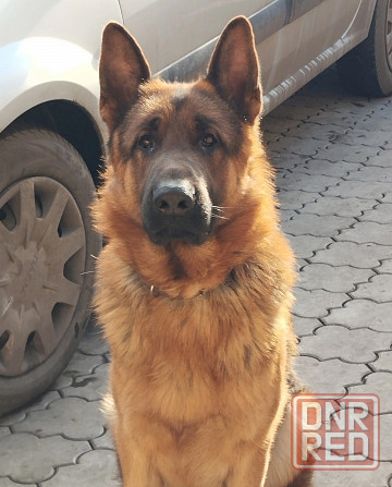 Щенки немчики Донецк - изображение 6