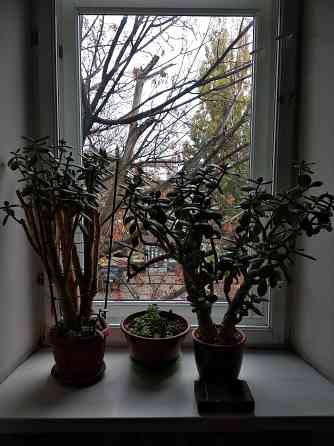 Крассула оватта Донецк