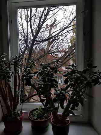 Крассула оватта Донецк