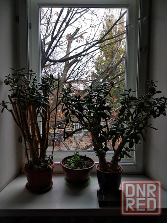 Крассула оватта Донецк - изображение 2