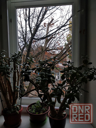 Крассула оватта Донецк - изображение 1