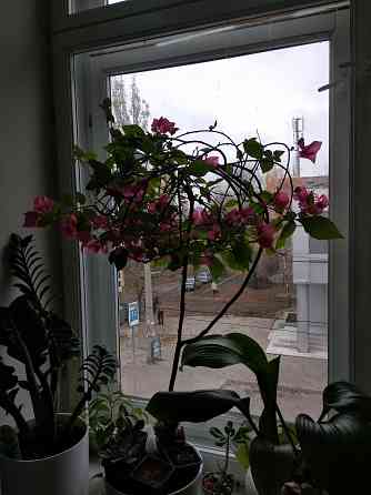 Бугенвиллея Донецк