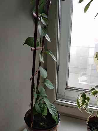 Бугенвиллея Донецк