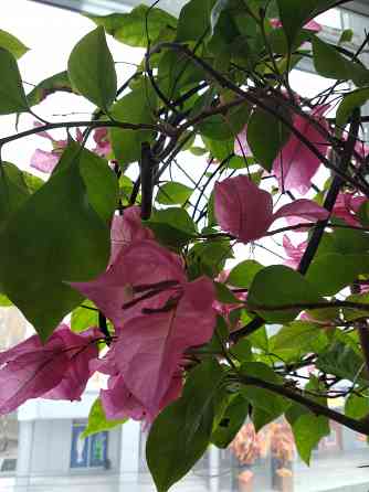 Бугенвиллея Донецк