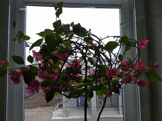 Бугенвиллея Донецк