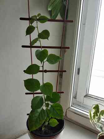 Бугенвиллея Донецк