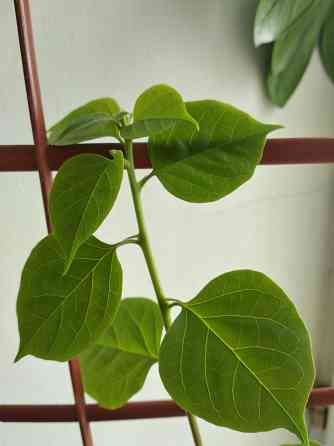 Бугенвиллея Донецк