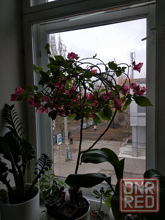 Бугенвиллея Донецк - изображение 4