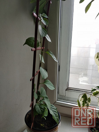 Бугенвиллея Донецк - изображение 3