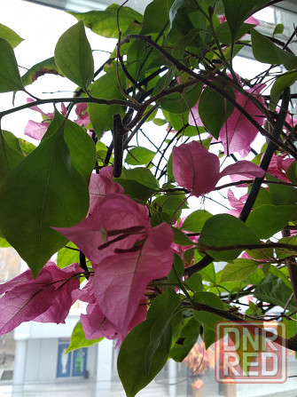 Бугенвиллея Донецк - изображение 6