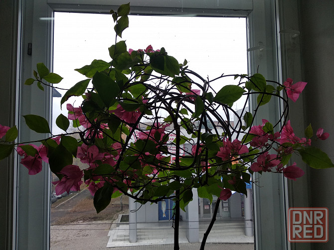 Бугенвиллея Донецк - изображение 5