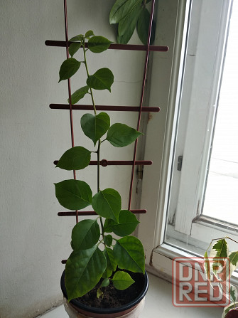 Бугенвиллея Донецк - изображение 2