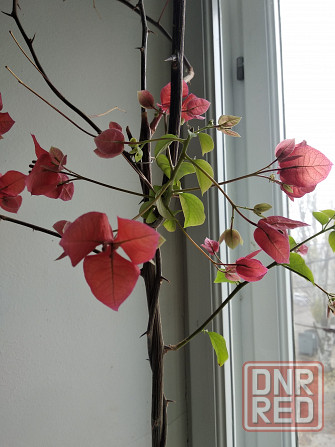 Бугенвиллея Донецк - изображение 8