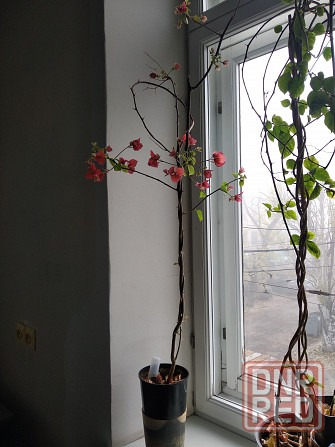 Бугенвиллея Донецк - изображение 7