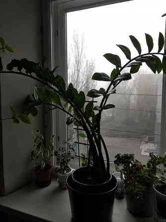 Замиокулькас Донецк