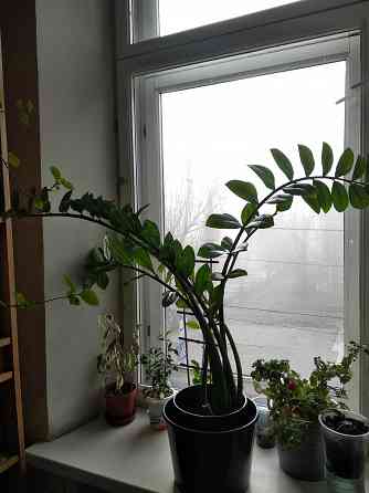 Замиокулькас Донецк