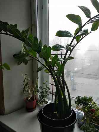 Замиокулькас Донецк