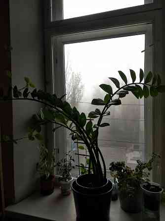 Замиокулькас Донецк