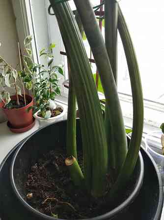 Замиокулькас Донецк