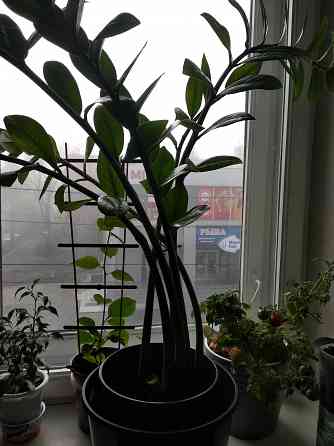 Замиокулькас Донецк