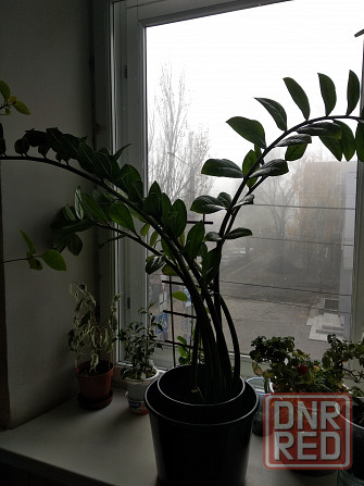 Замиокулькас Донецк - изображение 1