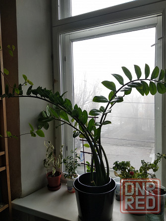 Замиокулькас Донецк - изображение 3