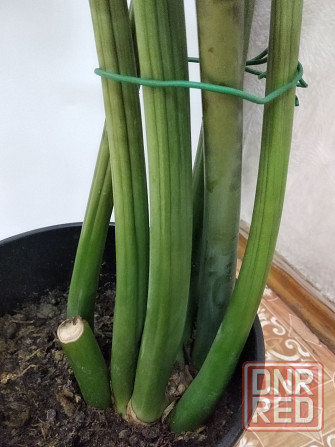 Замиокулькас Донецк - изображение 8