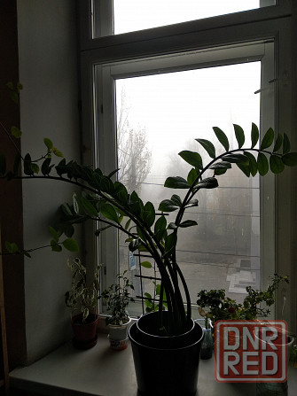 Замиокулькас Донецк - изображение 4