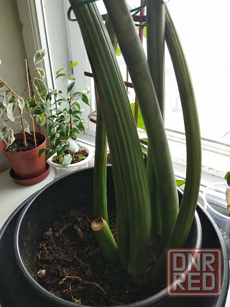 Замиокулькас Донецк - изображение 6