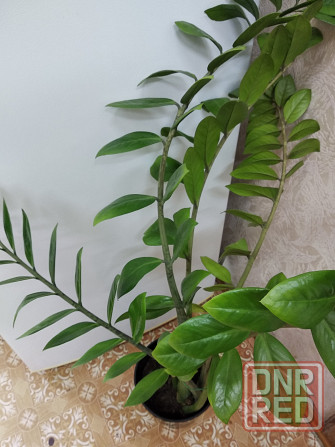 Замиокулькас Донецк - изображение 7