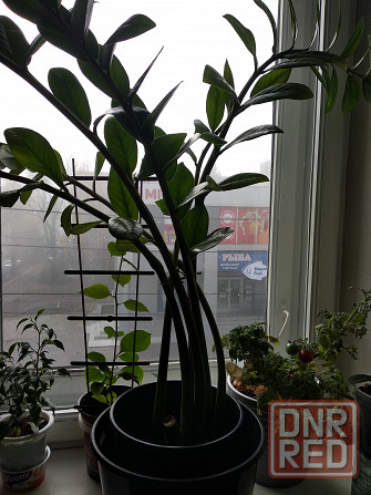 Замиокулькас Донецк - изображение 5