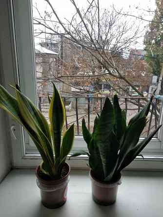 Сансевьера Донецк