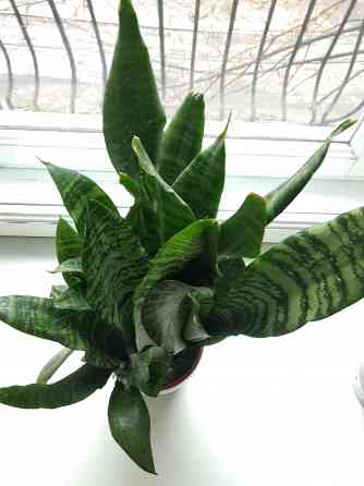 Сансевьера Донецк