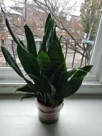 Сансевьера Донецк