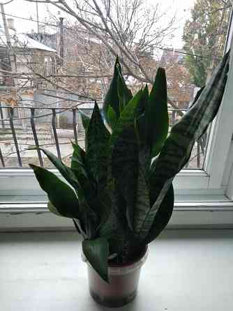 Сансевьера Донецк