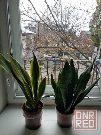 Сансевьера Донецк - изображение 4