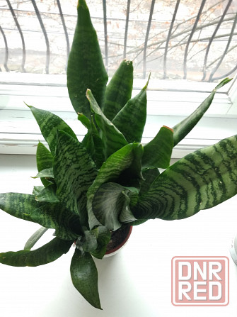 Сансевьера Донецк - изображение 2