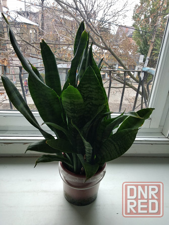 Сансевьера Донецк - изображение 1