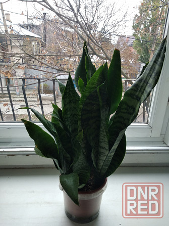 Сансевьера Донецк - изображение 3