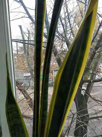 Сансевьера вариегатная Донецк