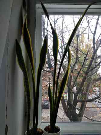 Сансевьера вариегатная Донецк