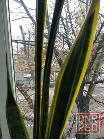 Сансевьера вариегатная Донецк - изображение 1