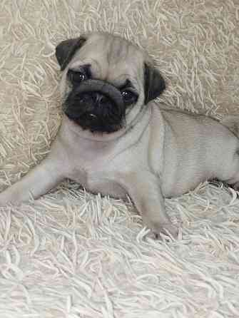 Продаются щенки Мопс Макеевка